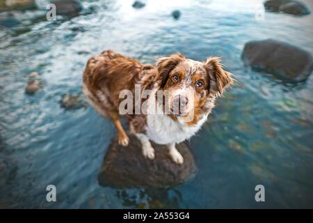 In piedi pastore australiano Foto Stock