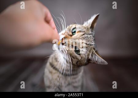 gatto Foto Stock