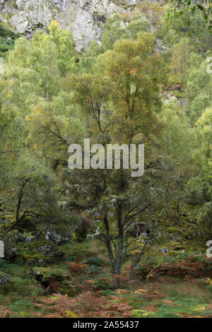 Mixed woodland, late summer - early autumn in Craigellachie National Nature Reserve at Aviemore, Scottish highlands Foto Stock