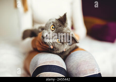 Close-up di un gatto sdraiato su un giro di ragazze su un letto in una camera da letto, in un maglione bianco e calze lunghe. home comfort e tranquillità. Foto Stock