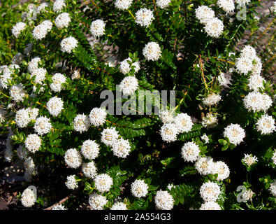 Pimelea ferruginea Solitaire Bianco fiore di riso della famiglia Thymelaeaceae con Snow White fiori che sbocciano in Leeuwin Parco Nazionale del Western Australia . Foto Stock