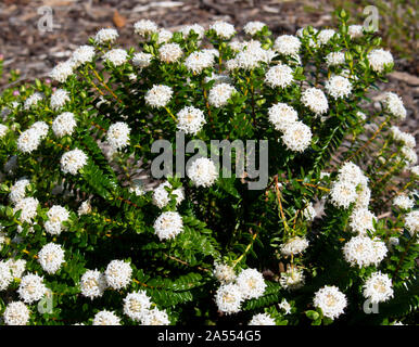 Pimelea ferruginea Solitaire Bianco fiore di riso della famiglia Thymelaeaceae con Snow White fiori che sbocciano in Leeuwin Parco Nazionale del Western Australia . Foto Stock