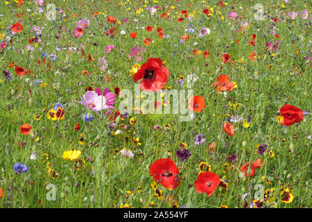 Mix di fiori selvaggi di fiori tra l'erba con rosso papavero comune prevalenti (Papaver rhoeas) Foto Stock