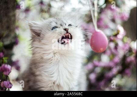 Il tedesco Longhair gattino ritratto Foto Stock