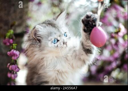 Il tedesco Longhair gattino Foto Stock