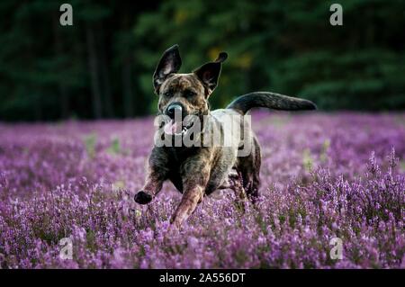 esecuzione di Mongrel Foto Stock