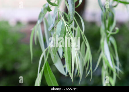 Belle foglie di Willow Tree close-up su uno sfondo di foresta e sky. Foto Stock