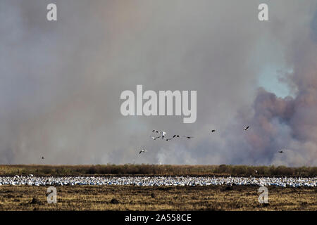 Snow goose Chen caerulescens alimentazione su nuovi germogli di erba con combustione controllata della vecchia vegetazione al di là, Anahuac National Wildlife Refuge, Texas, USA Foto Stock