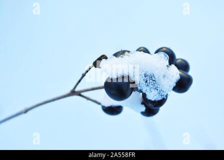 Ligustrum vulgare (wild ligustro, ligustro comune europeo, Ligustro) NERO bacche mature sul ramo coperti di neve, close up dettaglio, sfondo bianco Foto Stock
