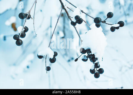 Ligustrum vulgare (wild ligustro, ligustro comune europeo, Ligustro) NERO bacche mature sul ramo coperti di neve, soft sfocato Sfondo Inverno Foto Stock