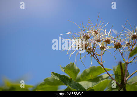 Close-up di Clematis vitalba impianto. Avvolto in fili di ferro. Sullo sfondo di un cielo sfocata e il lago. Foto Stock