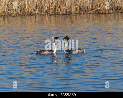 Svasso maggiore Podiceps cristatus coppia nel corteggiamento, prosciutto parete RSPB Riserva, Somerset e brughiere, England, Regno Unito, Febbraio 2019 Foto Stock