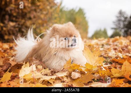 Giacente Pomerania Foto Stock