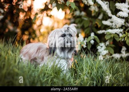 Shih Tzu Foto Stock