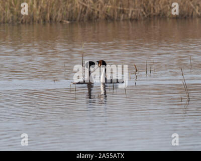 Svasso maggiore Podiceps cristatus coppia visualizzazione, prosciutto parete riserva RSPB, parte di Avalon paludi, Somerset e brughiere, Inghilterra, Regno Unito, Apr Foto Stock