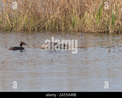 Svasso maggiore Podiceps cristatus, coppia in un pool reedbed, prosciutto parete riserva RSPB, parte di Avalon paludi, Somerset e brughiere, Inghilterra, Foto Stock