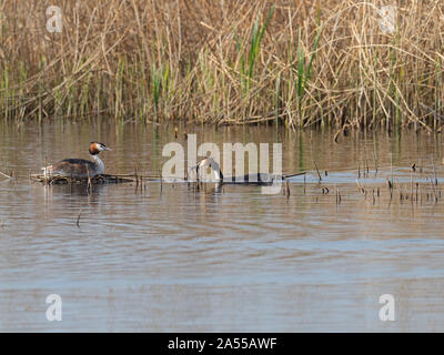 Svasso maggiore Podiceps cristatus, maschio con materiale di nidificazione in un pool reedbed, prosciutto parete riserva RSPB, parte di Avalon paludi, Somerset livello Foto Stock