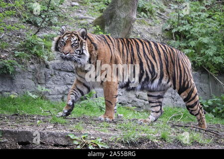 Femmina tigre di Sumatra, Daseep, pattuglie (panthera tigris sumatrae) Foto Stock