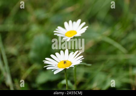 Bellis perennis, Asteraceae, Macro fotografia di un comune fiore a margherita Foto Stock