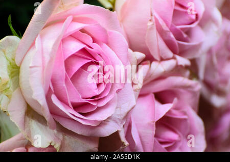 Rosa chinensis, close-up ancora in vita di rose rosa Foto Stock