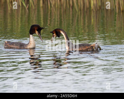 Svasso maggiore Podiceps cristatus coppia visualizzazione, prosciutto parete RSPB Riserva, Avalon paludi, Somerset e brughiere, England, Regno Unito, Aprile 2019 Foto Stock