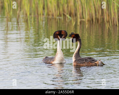 Svasso maggiore Podiceps cristatus coppia visualizzazione, prosciutto parete RSPB Riserva, Avalon paludi, Somerset e brughiere, England, Regno Unito, Aprile 2019 Foto Stock