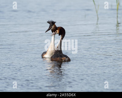 Svasso maggiore Podiceps cristatus coppia visualizzazione, prosciutto parete RSPB Riserva, Avalon paludi, Somerset e brughiere, England, Regno Unito, Aprile 2019 Foto Stock