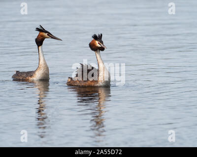 Svasso maggiore Podiceps cristatus coppia visualizzazione, prosciutto parete RSPB Riserva, Avalon paludi, Somerset e brughiere, England, Regno Unito, Aprile 2019 Foto Stock