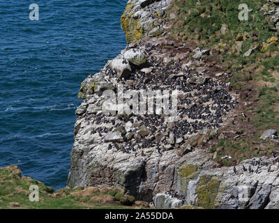 Comune di Guillemot Uria aalge colonia nidificazione sulle rupi costiere, lunga isola, Treshnish Isole Ebridi Interne, Scotland, Regno Unito, maggio 2019 Foto Stock