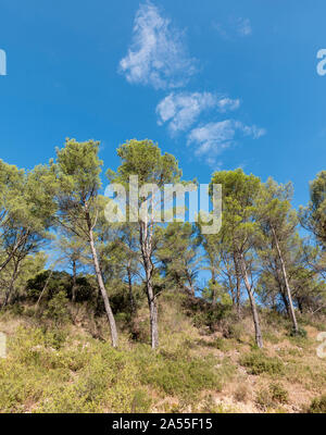 Bosco naturale, Alpilles, Provenza, Francia. Foto Stock