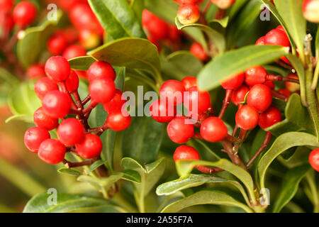 Inverno rosso bacche. Skimmia japonica Foto Stock