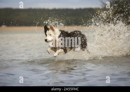 Collie di bordo Foto Stock