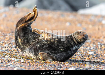 Guarnizione grigio(Halichoreus grypus) a Horsey, Norfolk alimentazione e nuoto lungo il litorale e crogiolarsi sulla spiaggia. Foto Stock