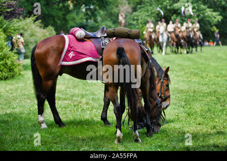 Varsavia, Polonia - agosto 15,2019: celebrazione del giorno dell'esercito a Varsavia. Esercito cavalli e soldati polacchi in storiche uniformi. Foto Stock