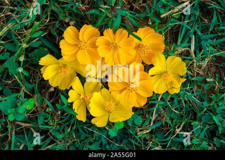 Bella ulam raja fiori con petali in parco.la natura. Foto Stock