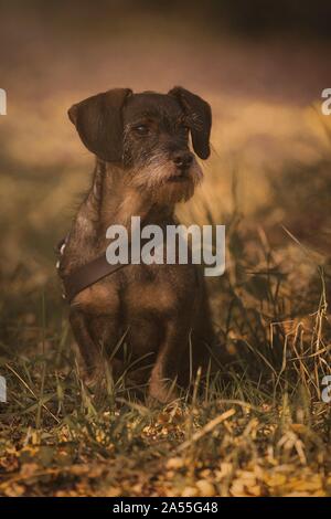 Wirehaired bassotto Foto Stock