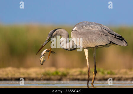 Airone cenerino, Ardea cinerea, avente un pesce nel suo becco, Kiskunság national park, Ungheria Foto Stock