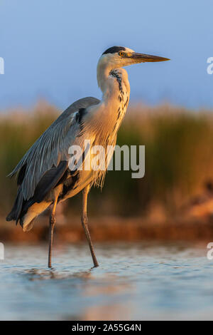 Airone cenerino, Ardea cinerea, passeggiate in acqua, bella luce mattutina, Kiskunság national park, Ungheria Foto Stock