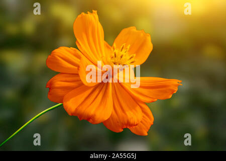 Bella ulam raja fiore con petali in parco.la natura. Foto Stock