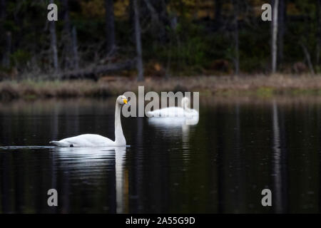 Due cigni Whooper, Cygnus cygnus, nuotare in un lago in una foresta, nella pioggia, Boden, Norrbotten, Svezia Foto Stock