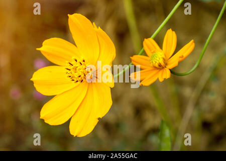 Bella ulam raja fiori con petali in parco.la natura. Foto Stock