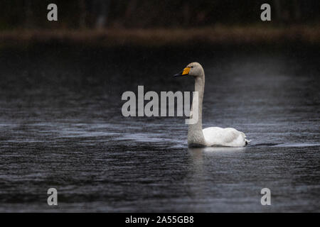 Whooper swan, Cygnus cygnus, nuoto nel lago nella foresta, Boden, Norrbotten, Svezia Foto Stock