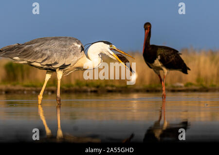 Airone cenerino, Ardea cinerea, avente un pesce nel suo becco cicogna nera in background, Kiskunság national park, Ungheria Foto Stock