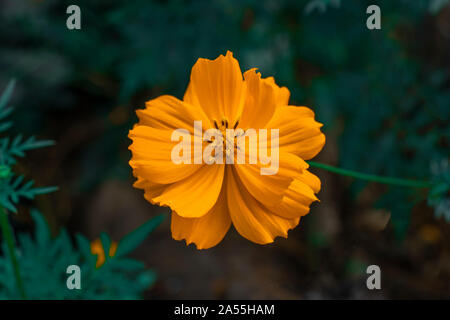 Bella ulam raja fiore con petali in parco.la natura. Foto Stock