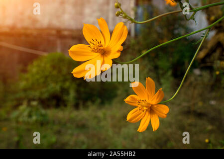 Bella ulam raja fiori con petali in parco.la natura. Foto Stock