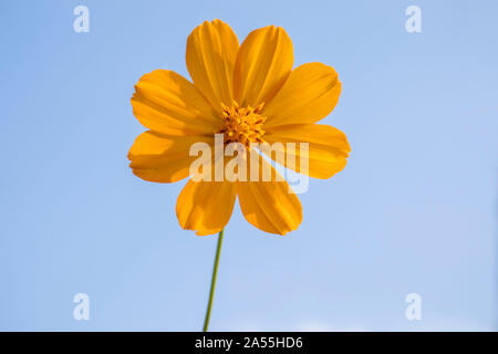 Bella ulam raja fiore con petali in parco.la natura. Foto Stock