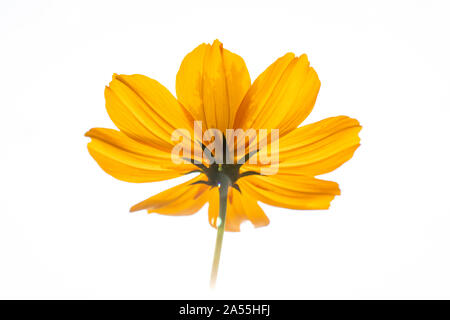 Bella ulam raja fiore con petali in parco.la natura. Foto Stock