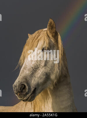 Cavallo bianco con arcobaleno che lo rende come un unicorno, Ebridi esterni, Scozia Foto Stock