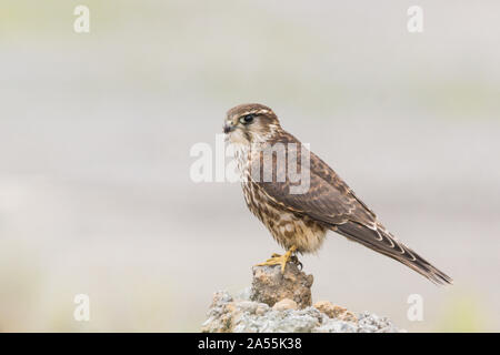 Merlin Falco columboarius femminile arroccata, Ebridi esterne, Scozia UK Foto Stock