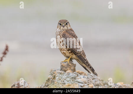 Merlin Falco columboarius femminile arroccata, Ebridi esterne, Scozia UK Foto Stock